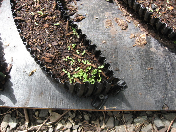 Milky Way Lettuce Close Up Day 11