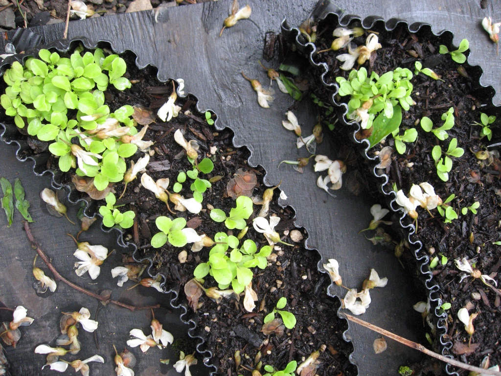 Milky Way Lettuce Close Up Day 33
