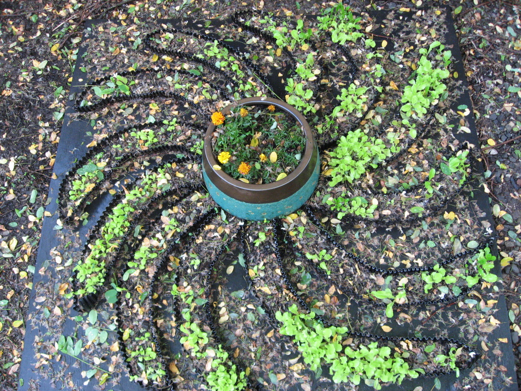 Milky Way Lettuce Day 38