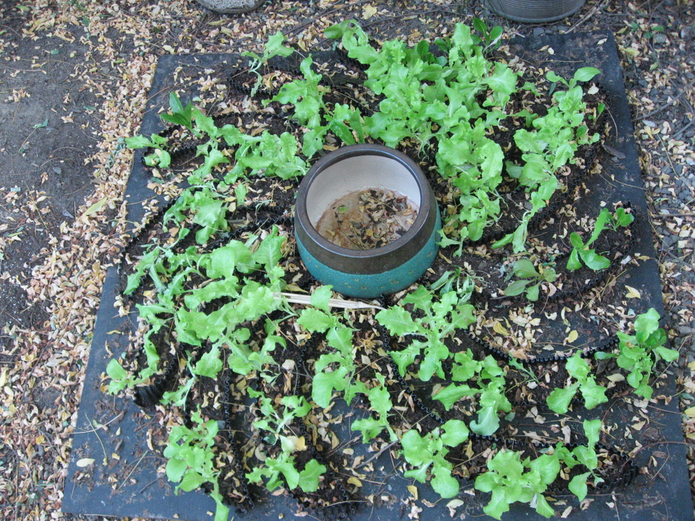 Milky Way Lettuce Week 12