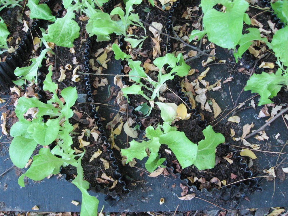 Milky Way Lettuce Close Up Week 12