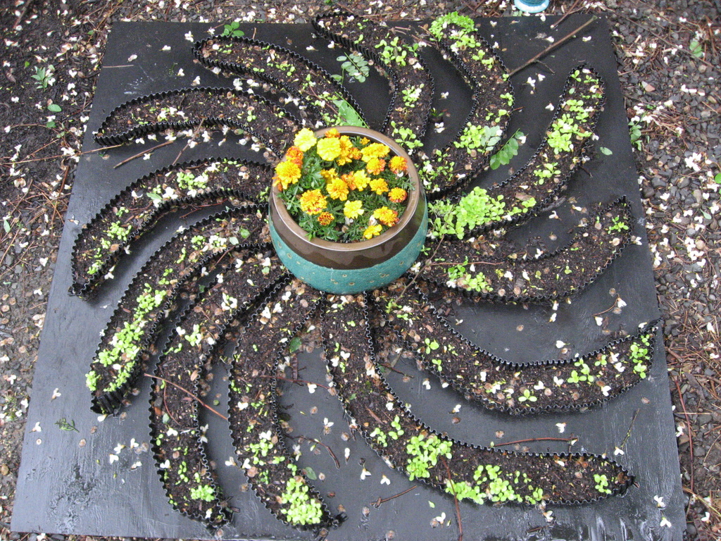 Milky Way Lettuce Day 28