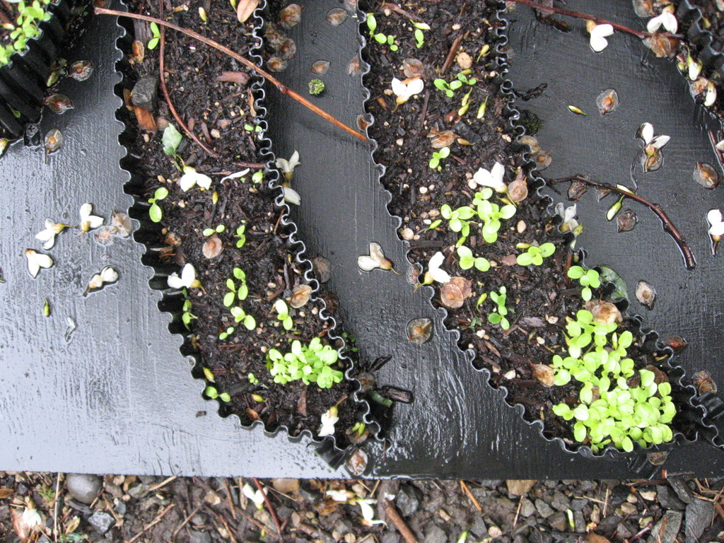 Milky Way Lettuce Close Up Day 28