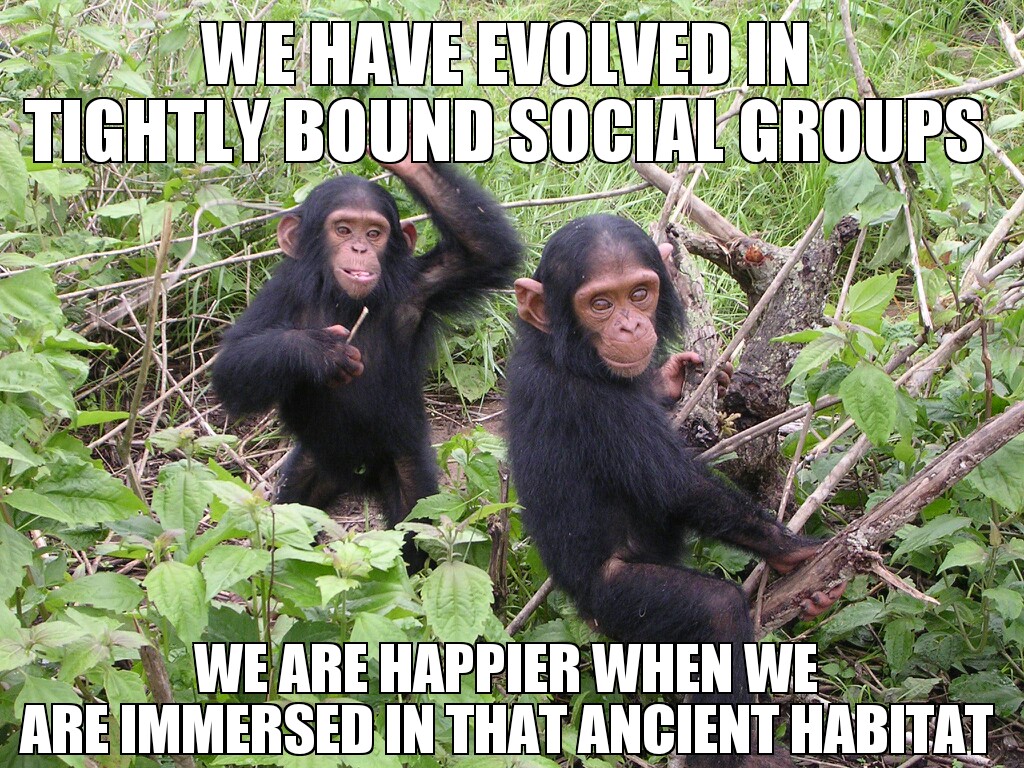 SocialChimps.jpg