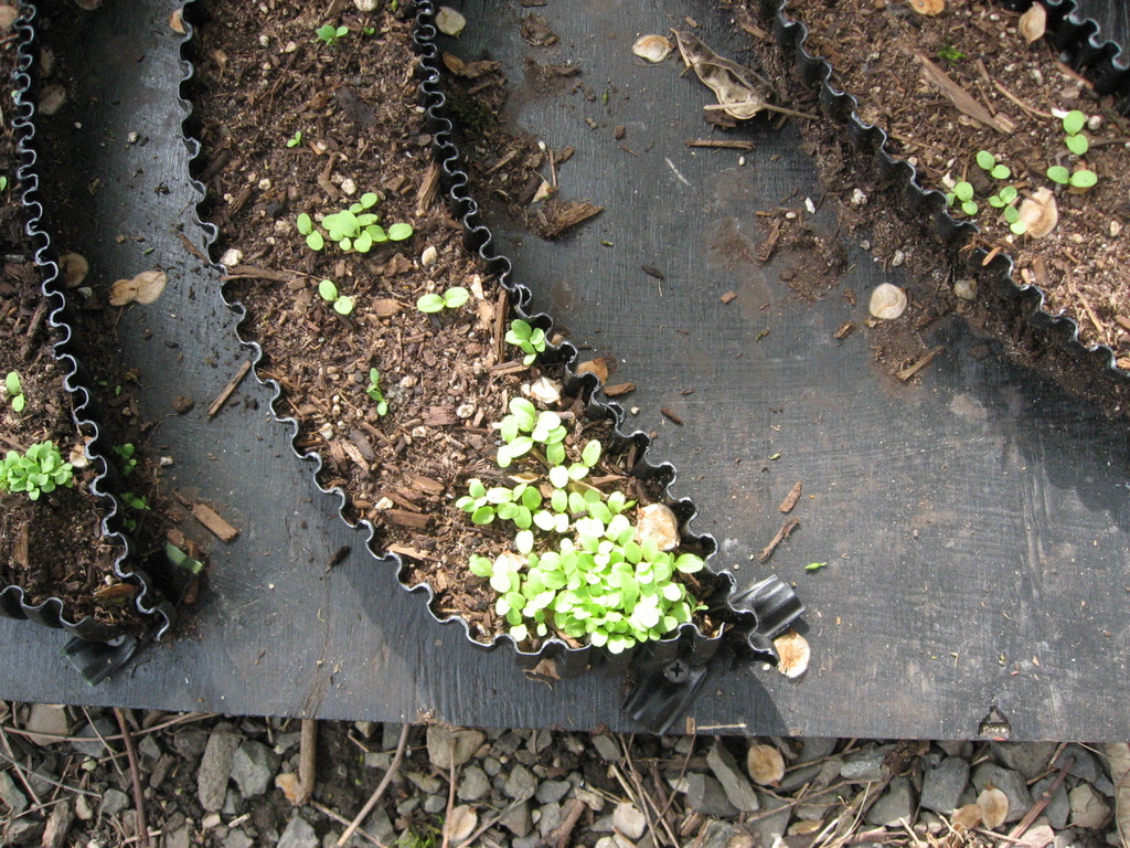 Milky Way Lettuce Close Up Day 17